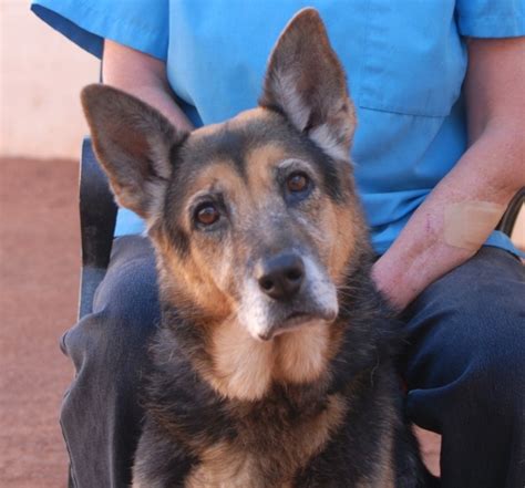 6 adoptable pets in the Las Vegas Valley, Dec. 10, 2015 ...