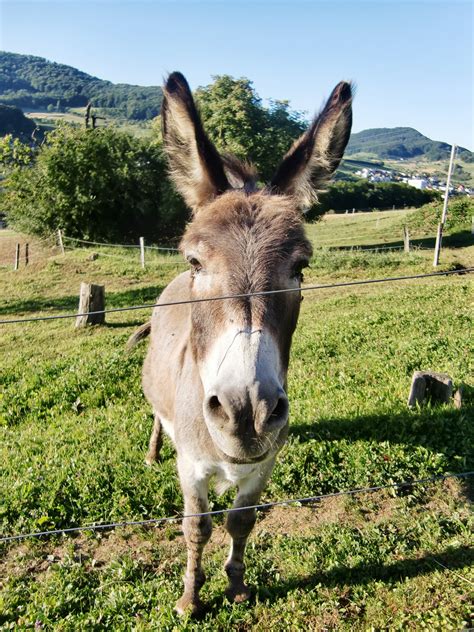 So wurde der tag zum nationalfeiertag der schweiz. Unter Schweizern: 1.8. - Schweizer Bundesfeiertag