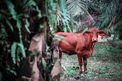 Lebih dari 600.000 babi telah dimusnahkan di 22 provinsi di negara itu sejak bulan agustus. Ternak Sapi Di Kebun Sawit - Tenak Sapi Blog