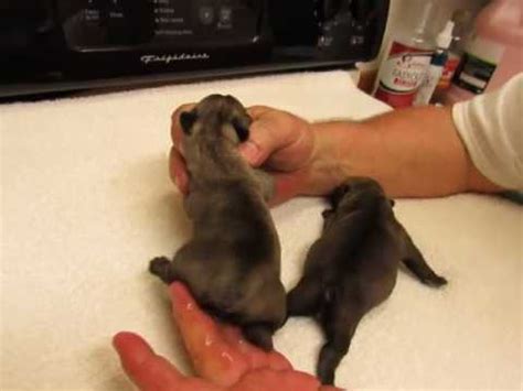 See more of french bulldog new york city on facebook. French Bulldog Puppies ~ Oregon French Bulldog Breeders ...