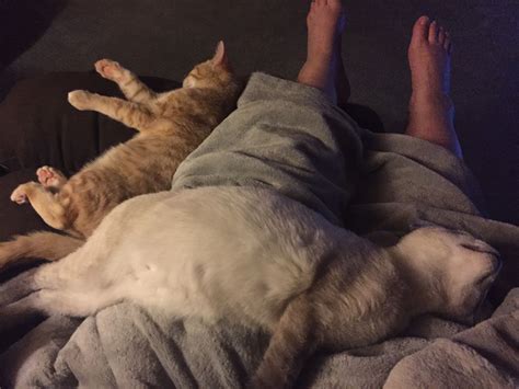 We did not find results for: No bones in that cat? | Animal pictures, Animals, Dogs