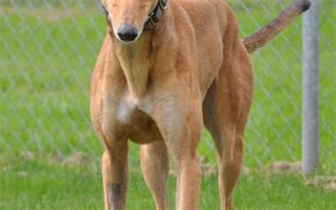 We are greyhounds as pets (gap). Dog - Details | Greyhounds as Pets