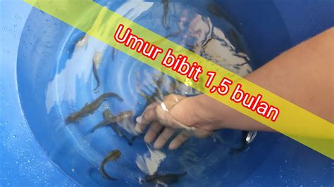 Ternak lele dalam ember!!! - YouTube