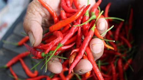 But dog food is not a substitute for cat food. Can Dogs Taste Spicy Food, and Do They Like It? | The Dog ...
