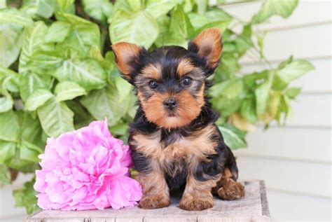 If you like what you see, be sure to inquire us today! Yorkie Rescue Dayton Ohio