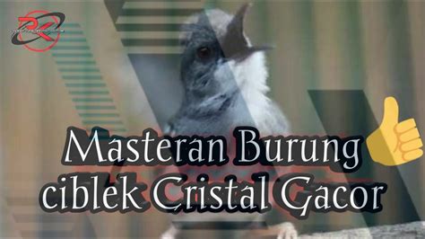 Burung ciblek merupakan burung yang populer karena burung dengan postur yang kecil memiliki suara kicauannya yang khas dan nyaring. #masteranburungciblek MASTERAN BURUNG CIBLEK CRISTAL GACOR ...