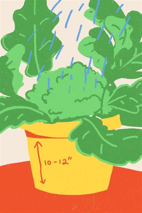 Does a cactus have other liquid inside it other than water? How to Grow Broccoli - Growing Broccoli