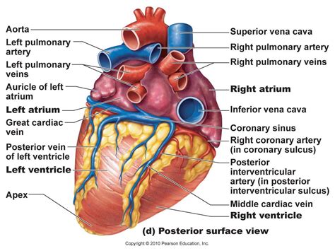 Blood may flow out of the body, as external bleeding, or it may flow into the spaces around organs or directly into organs. Heart Posterior artery & veins | Cardiac anatomy, Blood ...