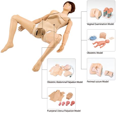 The tests do not require a although many women worry about gaining weight, a failure to do so could result in inadequate fetal during the first stage, the woman's body is working to fully open her cervix and prepare for delivery. Full Body Pregnancy Simulator II - LM101HV - Abacus dx