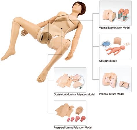 A look inside a woman's body during pregnancy. Full Body Pregnancy Simulator II - LM101HV - Abacus dx