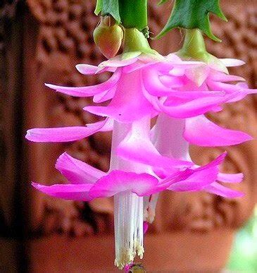 Christmas cactus (schlumbergera truncata) is also known as thanksgiving cactus, holiday cactus or crab cactus. How to Grow and Care for Christmas Cactus Plants - How To ...