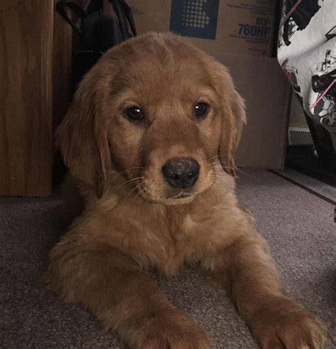 Hae korttia tai kirjaudu tilillesi. My new 3 month old Golden Retriever named Lucashttps://i ...