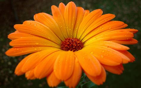 See more ideas about flower arrangements eleanor planted a lot of zinnias around the tomatoes. Orange Flowers wallpaper | 1680x1050 | #51736