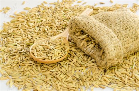 Plain basmati rice hari ghotra. Basmati Paddy Seeds - Kisaanji