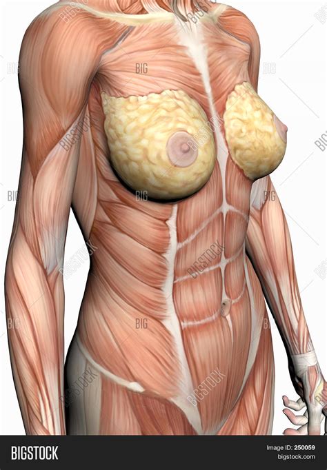 Choose from over 500,000 posters & art prints. Anatomy Of A Woman. Stock Photo & Stock Images | Bigstock