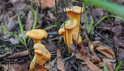 I finferli sono certamente tra i funghi pi� amati in cucina ed il loro potenziale si esprime al massimo uno dei grandi ostacoli per la preparazione dei finferli consiste dunque nella pulitura dei funghi. Finferli: cosa sono, come riconoscerli e come cucinarli ...