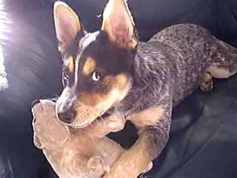 Here's an idea of what's likely going on with yours this month: Playful Australian Cattle Dog 4 Months old playing with ...