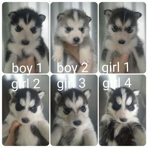 The siberian husky breed is known for its stubbornness and needs consistent training. Beautiful Siberian Husky Puppies For Sale | Rotherham ...