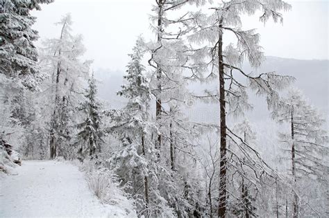 Slowakei berge natur frühling osteuropa garten luft blumen. Snowy-Natur In Hohem Tatras, Slowakei Stockfoto - Bild von ...