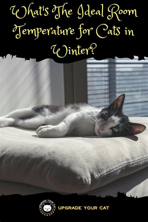 Maybe you would like to learn more about one of these? Ideal Room Temperature for Cats in Winter Explained ...