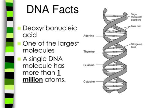 Dna or deoxyribonucleic acid is a long molecule that contains our unique genetic code. PPT - Biomolecules PowerPoint Presentation, free download ...
