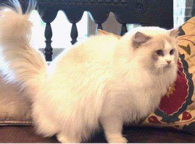 Ann baker had a domestic, longhaired white cat named josephine. Ragdoll Cats Kittens in the Dallas Metroplex | Texas ...