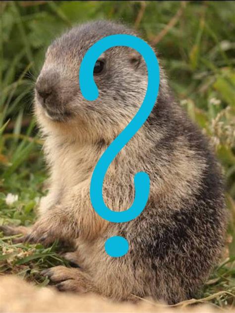 Son univers est chaque jour réduit aux mêmes personnes, qui ignorent, elles, que cette journée se répète sans cesse. Quiz : le jour de la marmotte | Le jour de la marmotte ...