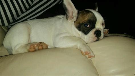 We also provide the option for no akc papers when pups are sold as pets only, with no breeding rights. French Bulldog Puppies For Sale | Cary, NC #108411