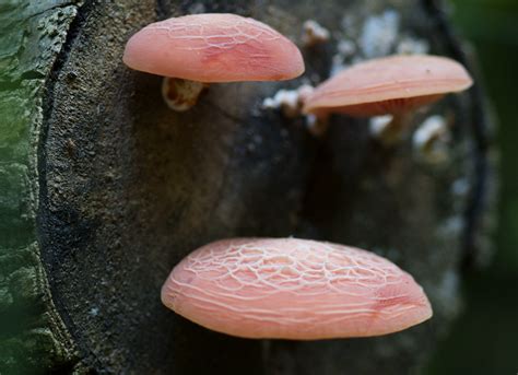 Rhodotus palmatus | Common names: Netted Rhodotus, rosy vein… | Flickr