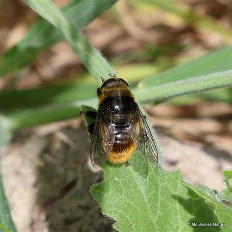 The large narcissus fly fly attacks a wide range of tunicate bulbs, in particular, amaryllids: IMG_0556X. Merodon equestris (Narcissus Bulb Fly) | France ...