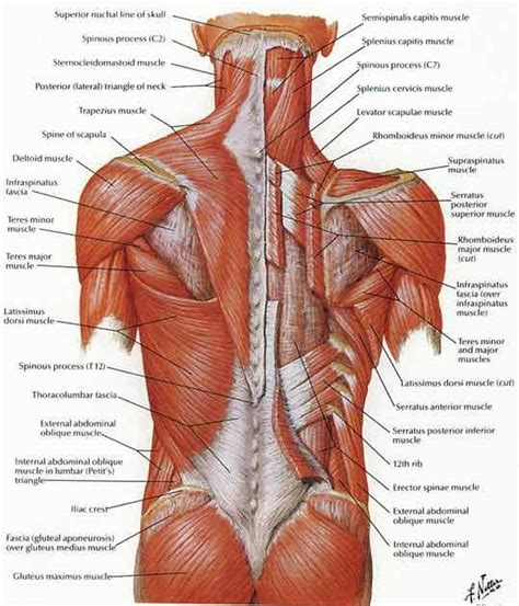 Upper and mid back pulled muscles can. Pictures Of Back Muscles