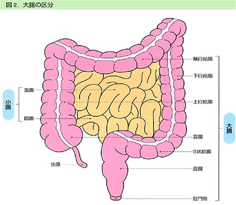 大腸癌手術の合併症について q7 大腸癌の手術後にはいろいろな合併症が起こり得るとの説明を受けました。 詳しく教えてください。 肛門括約筋温存の可否 q8 直腸癌で永久人工肛門になるといわれました。 大腸がん | 病院のご紹介 | 市立宇和島病院