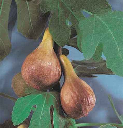 Rare apricot tree seeds organic fruit apricot tree tree seeds home garden fruit plant 5pcs bonsai seeds ,can be eaten! Pin by Katie Brown on Possible Plants for Yard | Fig tree ...