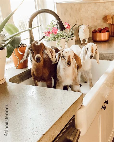 February 11, 2021, 6:39 am. Nothing sweeter than three babies bathing in the sink ...