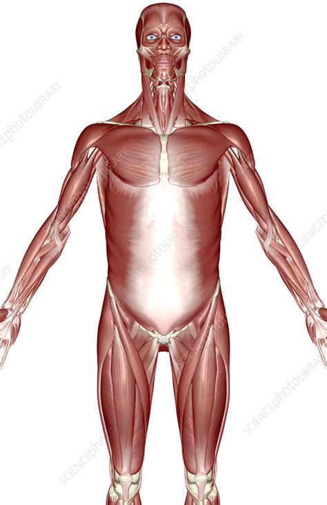 We did not find results for: The muscles of the upper body - Stock Image - F001/9074 ...
