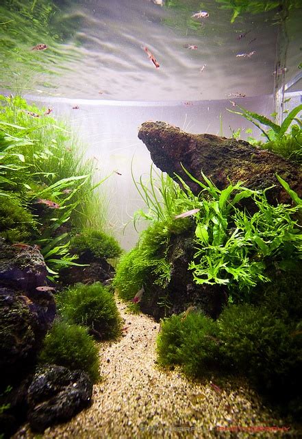 Hi all recently i've been looking into trying to house opae ula shrimp (halocaridina rubra). 90x45x45cm Optiwhite tank - Lava Rock Scape | Planted ...