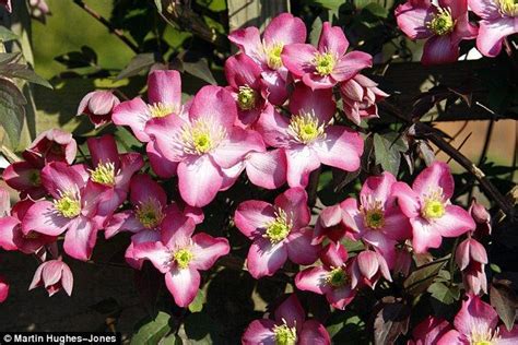 Clematis are easy to grow climbers, attractive for their fragrance and evergreen foliage. Now is the time to plant clematis for a dazzling summer ...