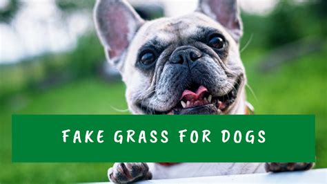 Posted on march 19, 2020april 25, 2020 by turf. Fake Grass For Dogs - Canberra turf solutions