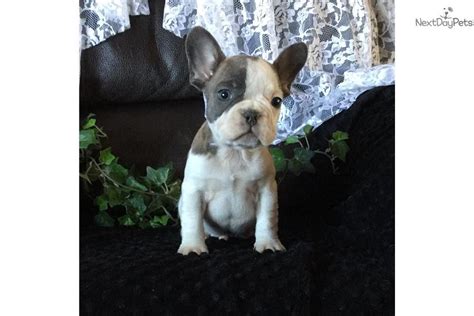 «tank» french bulldog puppy with his best friend bunny rabbit «thumper». French Bulldog puppy for sale near Sioux City, Iowa | 43393ef8-6351 | French bulldog, French ...