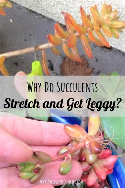 As a rough rule of thumb, assume. Succulents Stretching and Getting Leggy? Why and What To ...