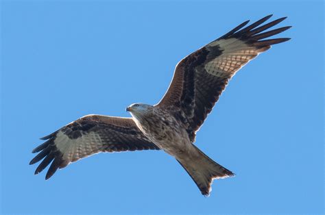 Rode wouwen zijn schuwer dan zwarte wouwen. Rode Wouw - Dutch Birding