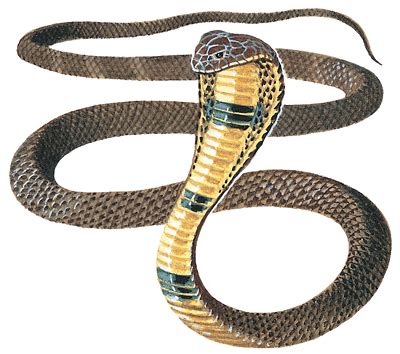 Snake trap is a hunter trap ability learned via glyph of snake trap; Cobra Information and Gallery