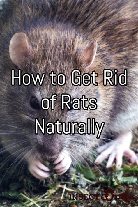 Remove the rat attractions by containing them in something rats can't get into. How To Get Rid Of Rats Naturally | Getting rid of rats ...
