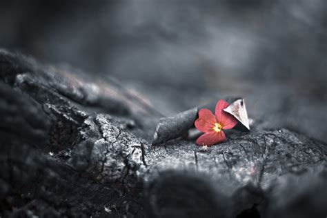 Catching periwinkles and splashing toes. selective color of red Periwinkle flower #Survival ...
