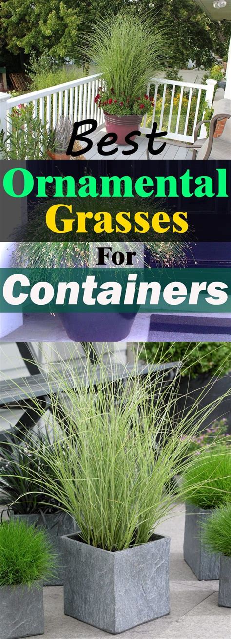 These packets produce the same thick and. Best Ornamental Grasses for Containers and How to Grow ...