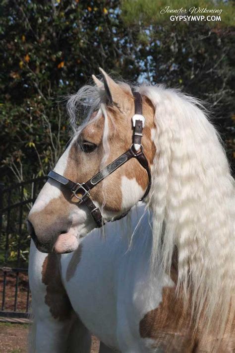 We have a variety of stallions, mares, colts, phillys and foals. Gypsy Vanner Horses for Sale | Stallion | Palomino and ...