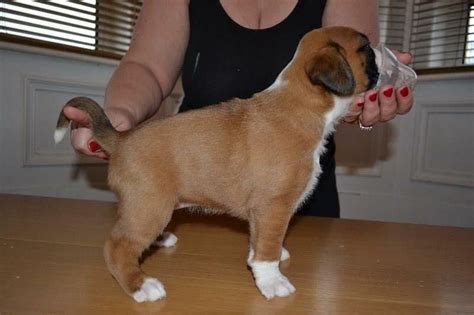 Hello, we have several litters of beautiful akc boxer puppies with great temperament, attitude, looks, & champion blood lines. Boxer Puppies For Sale | Oklahoma City, OK #77099