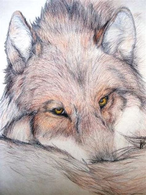 Find over 100+ of the best free drawing images. Drawn wolf! So cute! | Cute wolf drawings, Animal drawings ...