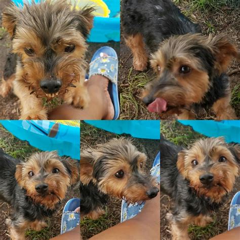 Connecting owners with their lost pets in jacksonville and surrounding areas in ne. Lost, Missing Dog - Yorkshire Terrier Yorkie ...