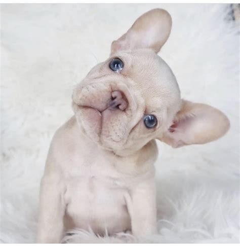 If you are looking to adopt or buy a frenchy take a look here! Mini French Bulldog for Sale - Top Breeders & Best Prices